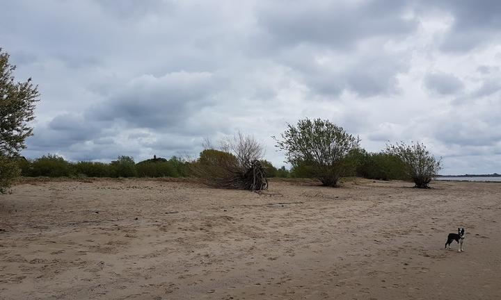 Strandfloh Bielenberg